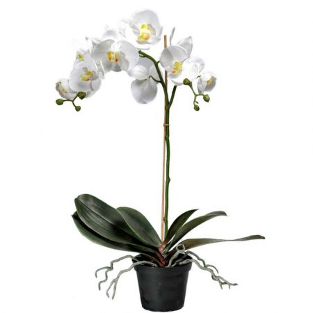 Phalaenopsis VIT 60 cm