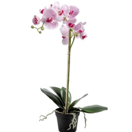 Phalaenopsis ROSA 60 cm