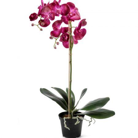 Phalaenopsis LILA 60 cm